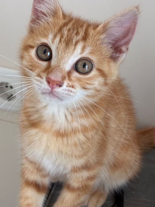 Gatinho macho laranja 2 meses