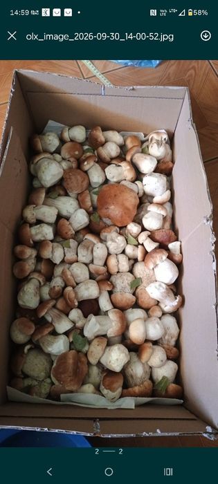Prawdziwki ,mlode bez robaków .Cena za kg