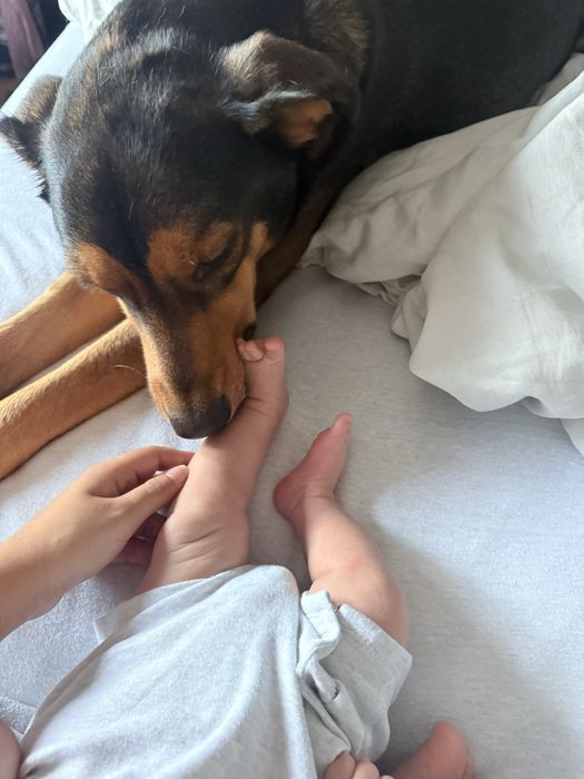 Cão (para adoçao)