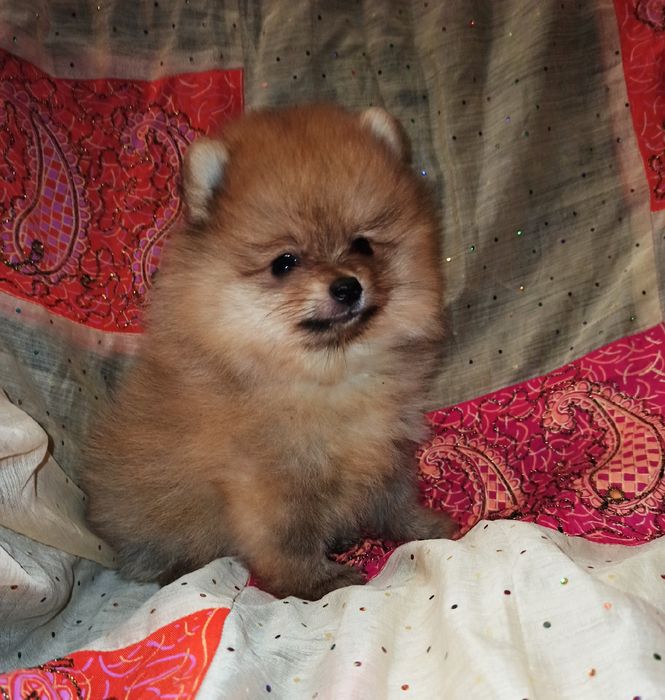 Девочкии мальчики померанского шпица