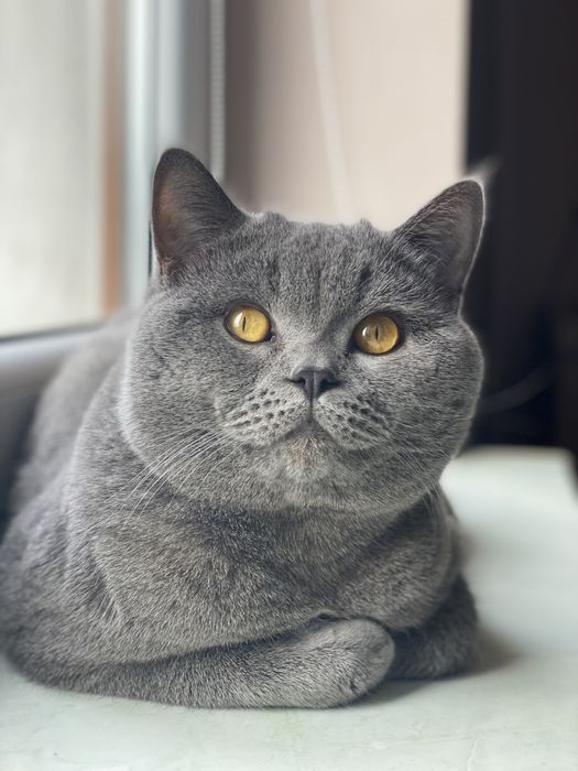 В’язка шотландських котів