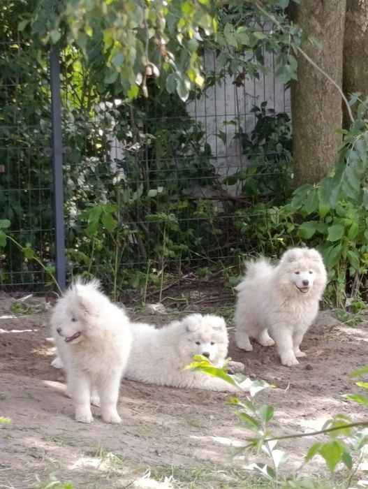 Suczka Samoyed samojed Zapraszamy