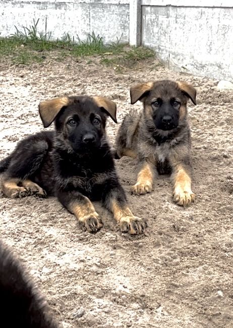 Німецька вівчарка рр КСУ