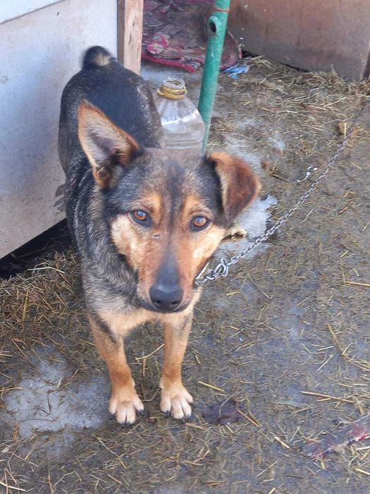 Молодая собака Катя около года стерилизована и привита