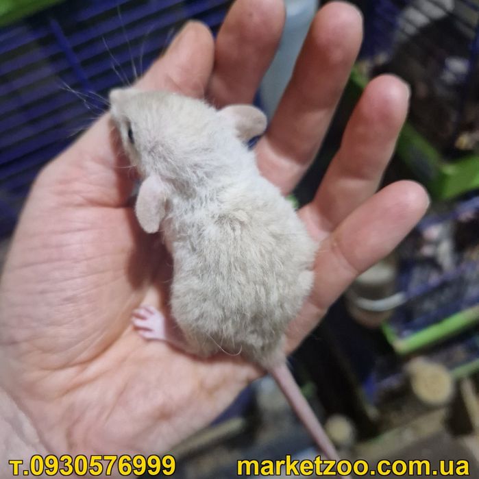 Щур,щурик,щурики,щуреня,криси,крысы,крысята Дамбо рекс щурик дамбо рекс,окрас кремовий,дата народження 29.05.2026