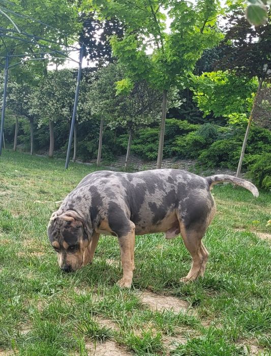 American bully lilacc tri merle