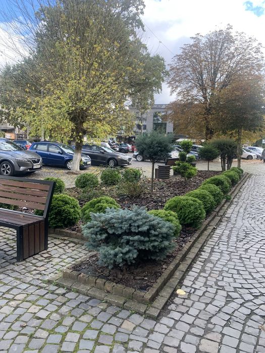 Послуги садівника Садівник посадка живоплоту , жива огорожа