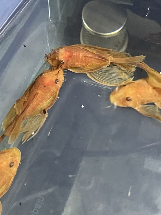 Varios Ancistrus long fin