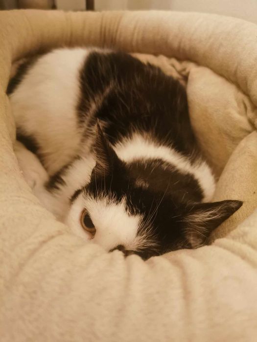 Kotka Niunia szuka domu