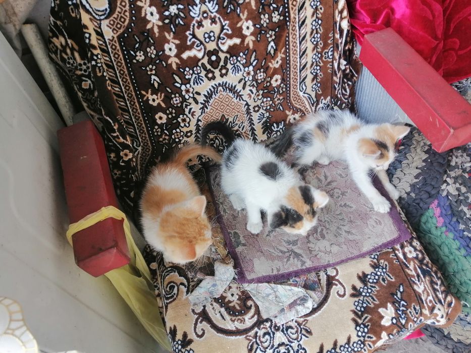 Отдам котят бесплатно