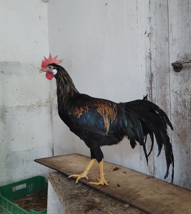 Kogut włoszka zmieni dom, dostępny też leghorn