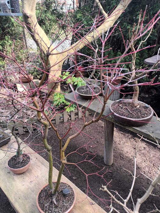 Drzewa Bonsai i Pre-Bonsai