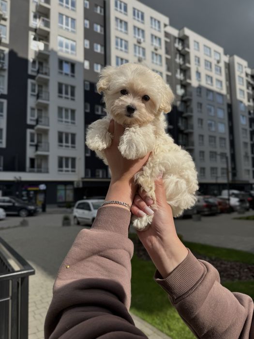 Чудові Мальтипу Ф1/Ф2