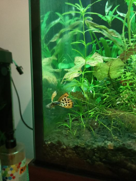 Narybek gupika pawie oczko