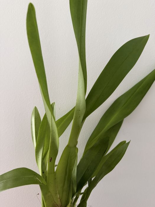 Orquideas cambria e oncidium