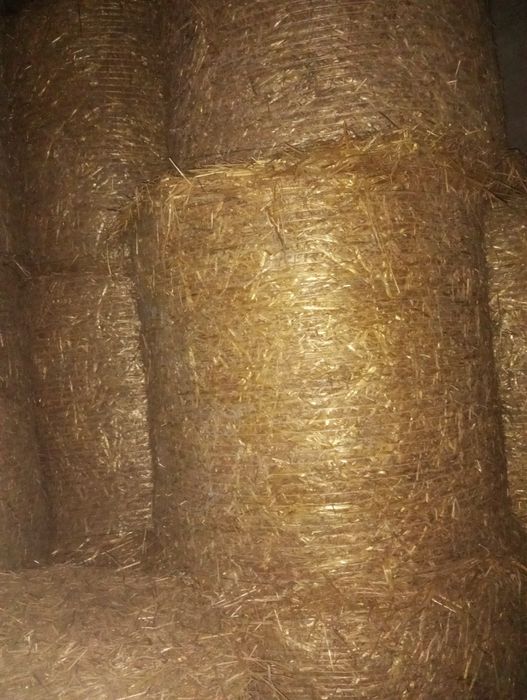 Słoma owsiana 120x120