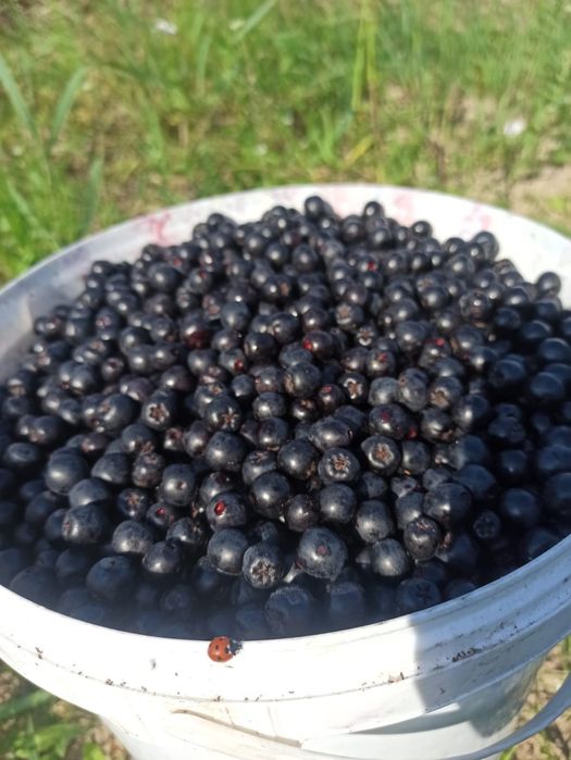 Owoce aronii eko świeży zbiór. Wysyłka cała Polska