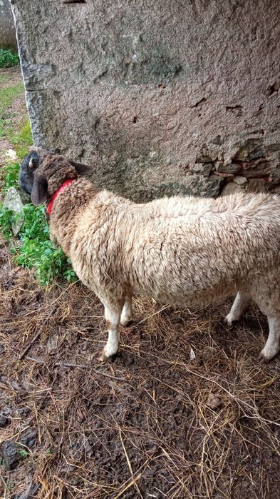 Para venda ou troca, Carneiro  da raça Dorper