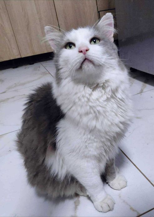 Duzy piękny kocurek w typie rasy syberyjskiej szuka domu