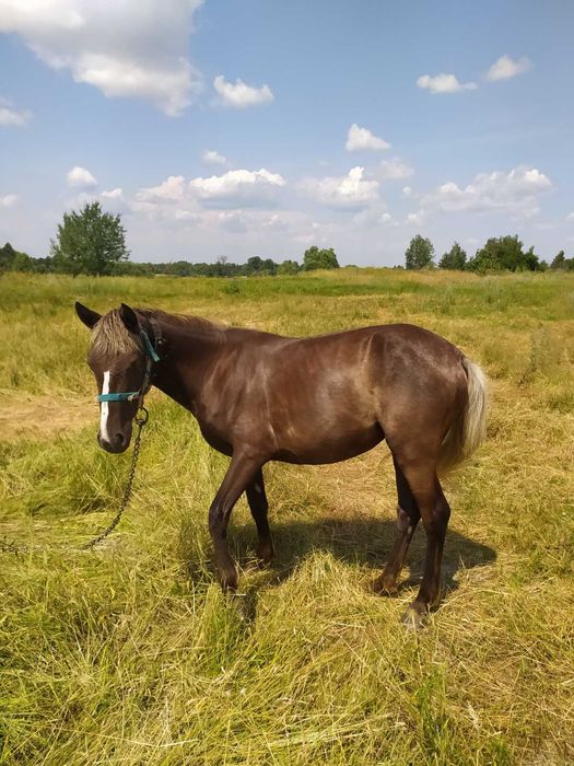 Продам двохрічну кобилу.Коростенський р-н,село Бехи. Ціна 35000 грн.