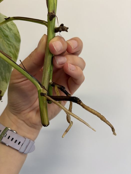 epipremnum marble queen cięte sadzonki