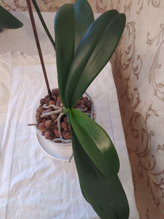 Продам дві орхідеї.