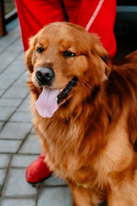 Reproduktor Golden Retriever Shape of My Heart