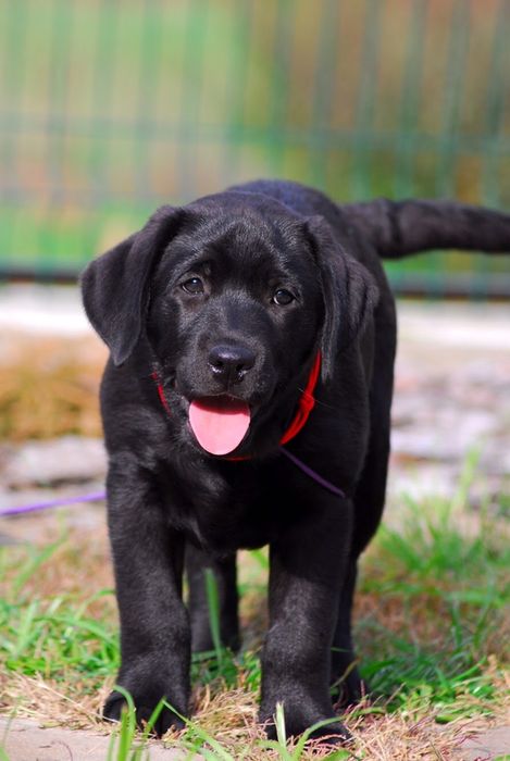 Лабрадор ретривер супер щенки!