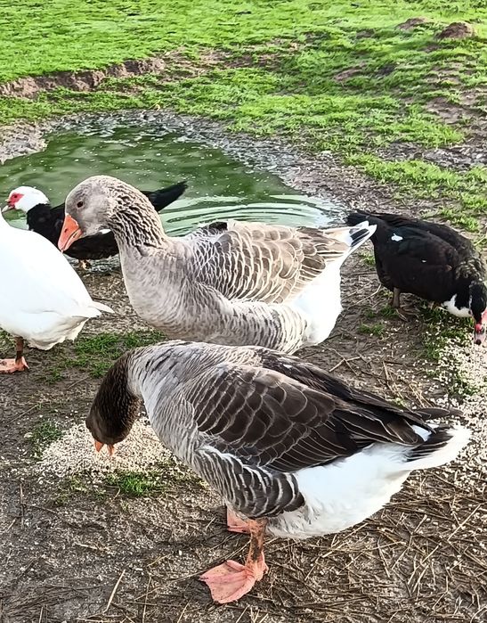 Casal de gansos Toulouse