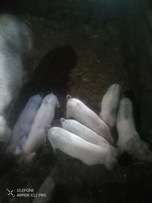 Vendo leitões bisaros