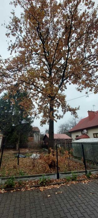 Wycinka przycinanie pielęgnacja drzew także bardzo trudnych