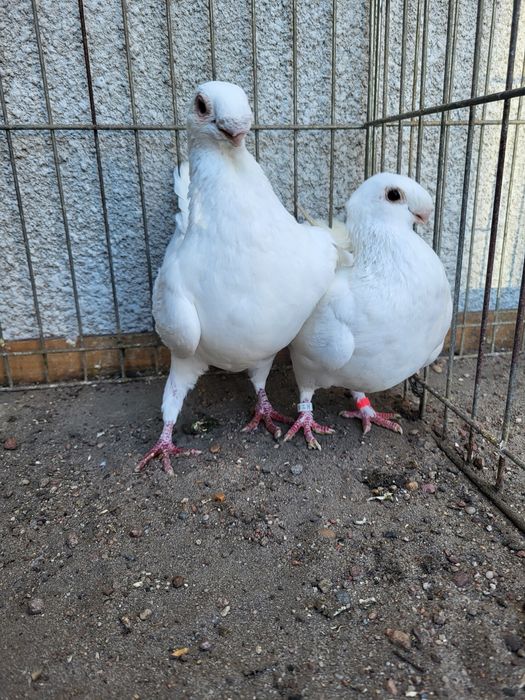 antwerpski wystawowy  para antwerpskie