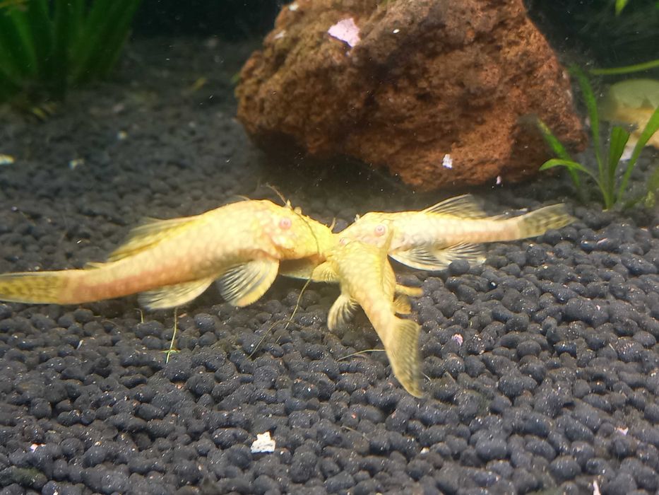 Zbrojnik glonojad albinos 10-12cm