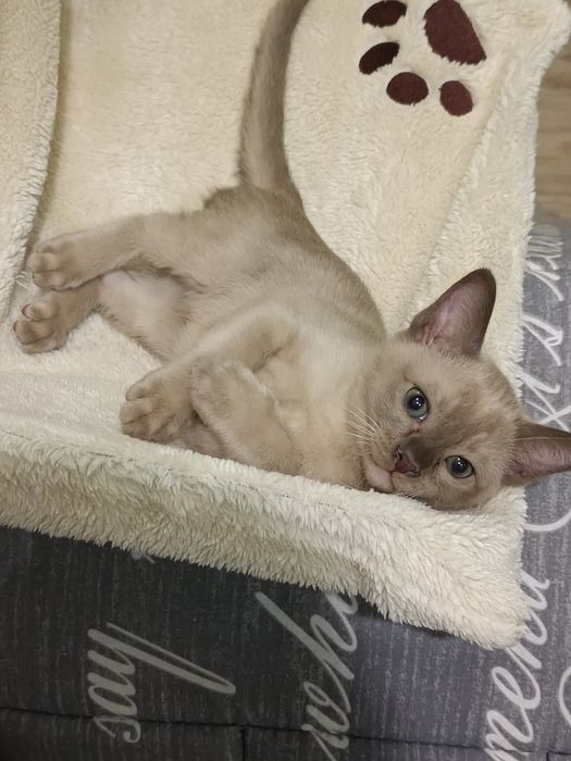 Бурма Европейская,котята