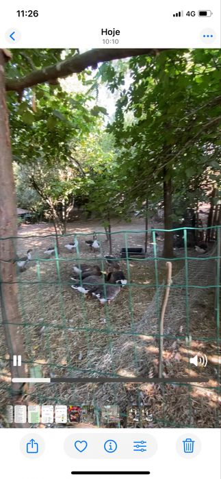 Gansos novos deste ano, aceito reservas!