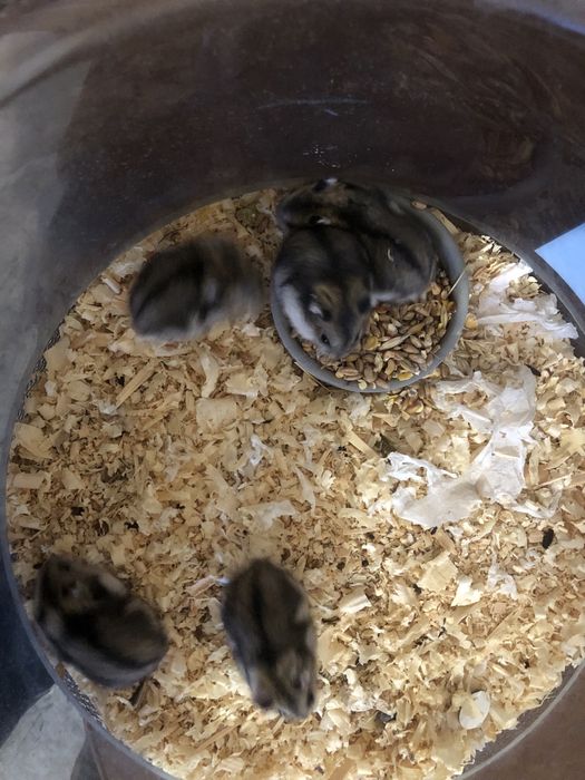 Отдаю  хомяков джунгарикы бесплатно