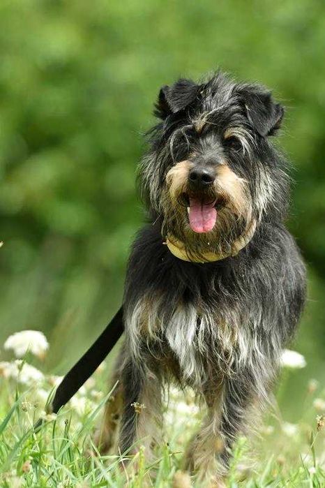 Boluś szuka domu, pies, mały