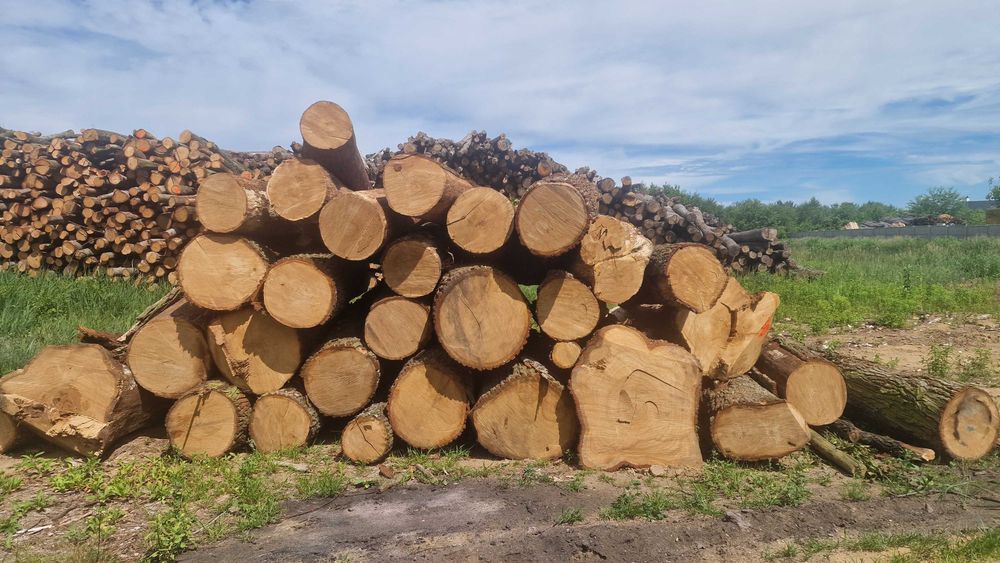 Dąb Bale dębowe Drewno dębowe Belki Kłoda dębowa Tartak