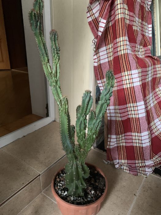 Цереус Перуанский