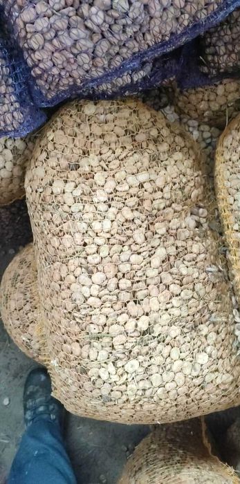 Sprzedam świeży bob Bachus bizon niczym nie zasuszany