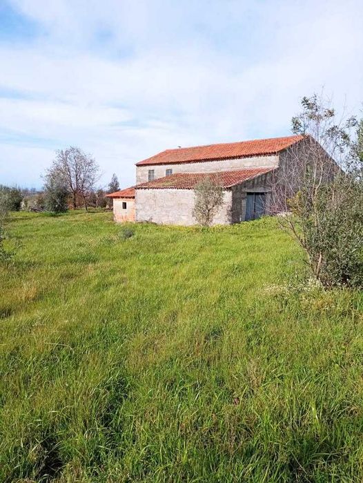 Quinta de 10 Hectares de Olival
