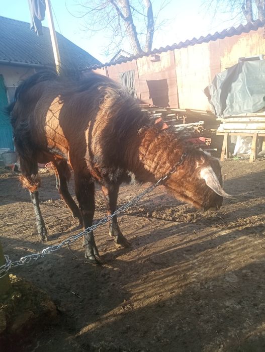 Продам Нубійського козла