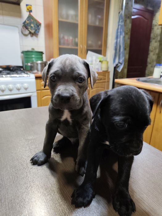 Продам щенков кане-корсо