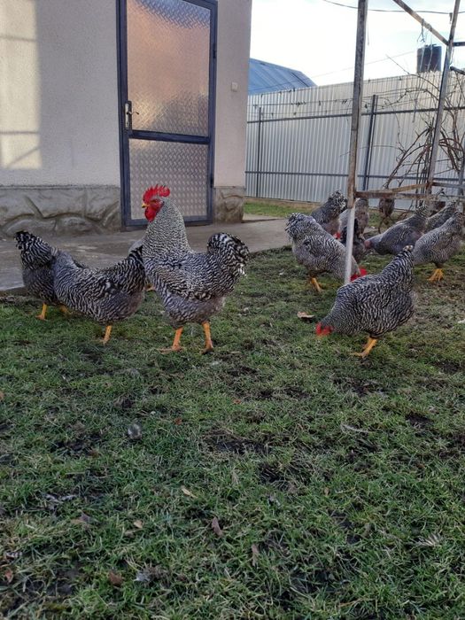 Інкубаційний яйце курей Амрок