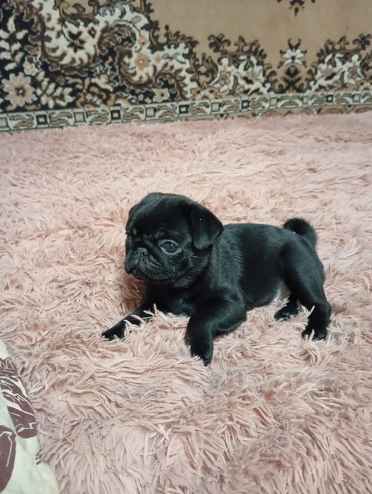 Гарні маленькі мопси