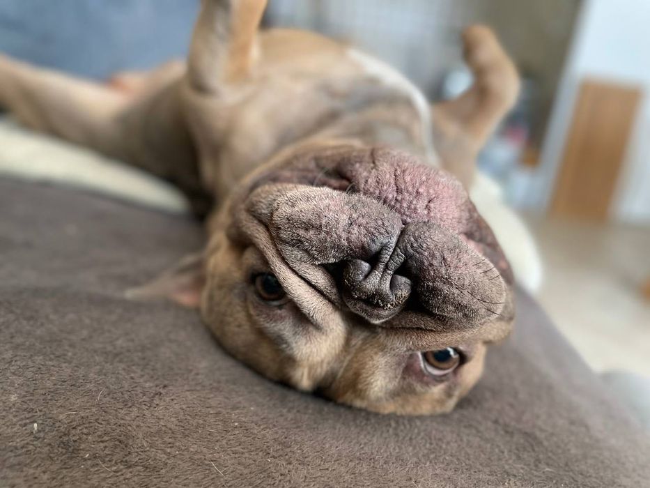 Французький бульдог