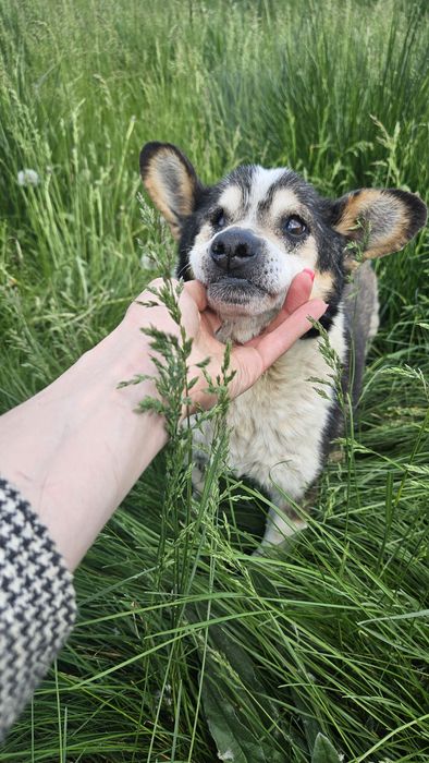 Старенький песик шукає люблячу Людину!