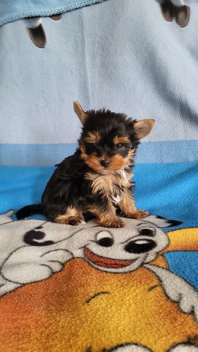 Чистокровные йорк мини.