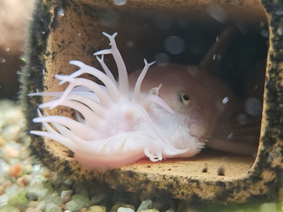 Ancistrus snow white młode