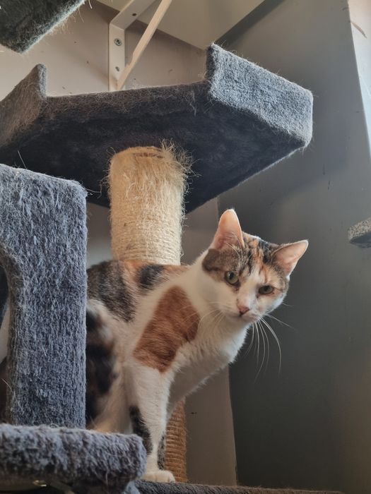 Hayley kotka szuka spokojnego domu!